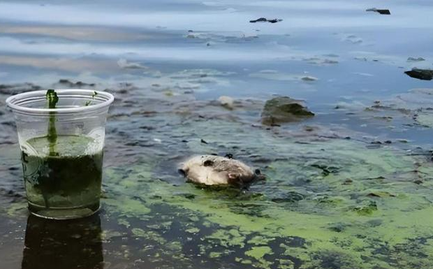 污水处理之重金属废水处理技术全解析